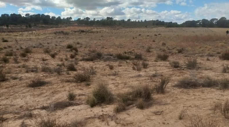 Murcia - Jumilla - 26000m2