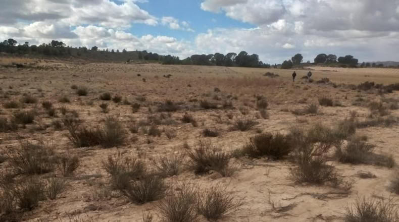 Murcia - Jumilla - 26000m2