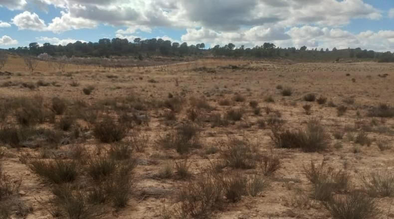 Murcia - Jumilla - 26000m2
