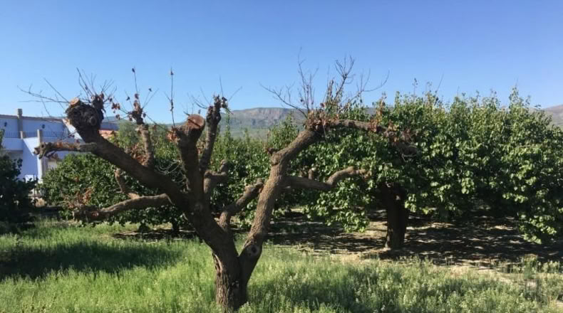 Murcia - Moratalla - 4471m2