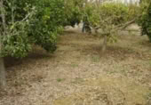 Non-developable land for sale on España, Molina de Segura, ref: TR114506 photo