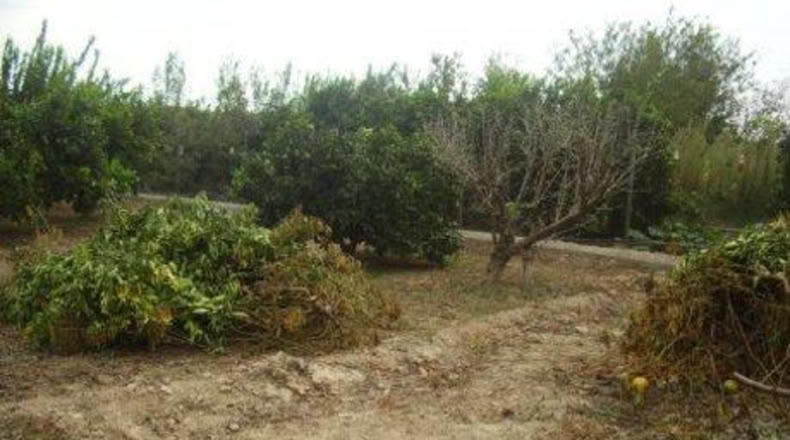 Múrcia - Molina de Segura - 660m2