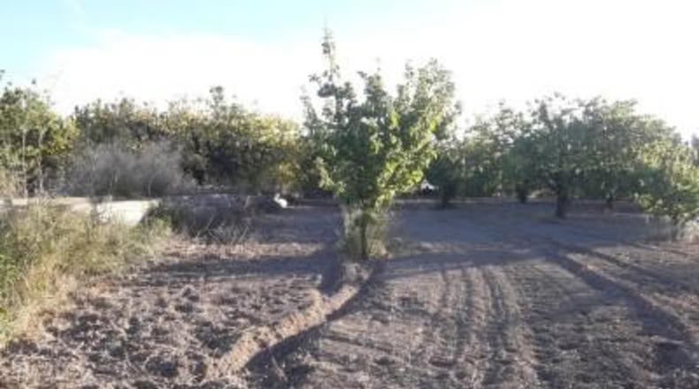 Murcia - Moratalla - 3550m2