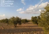 Terreno no urbanizable en venta en la España, Tomelloso, ref: TR115864 foto