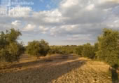 Terreno no urbanizable en venta en la España, Tomelloso, ref: TR115864 foto