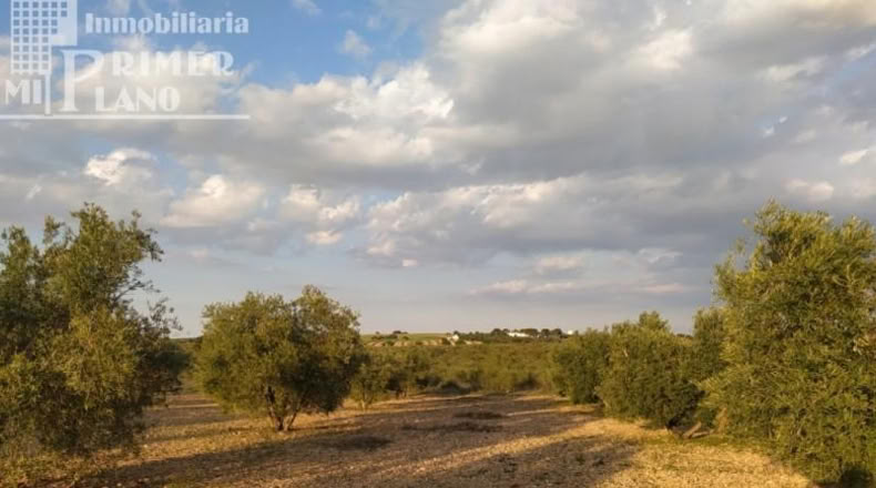 Ciudad Real - Tomelloso - 36203m2
