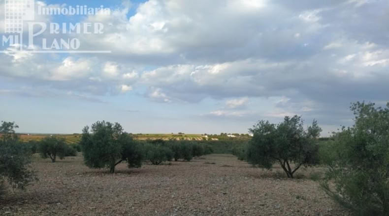 Ciudad Real - Tomelloso - 36203m2