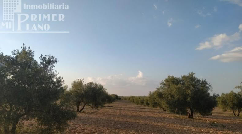 Ciudad Real - Tomelloso - 36203m2