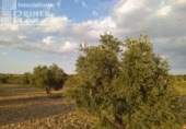 Terreno no urbanizable en venta en la España, Tomelloso, ref: TR115864 foto