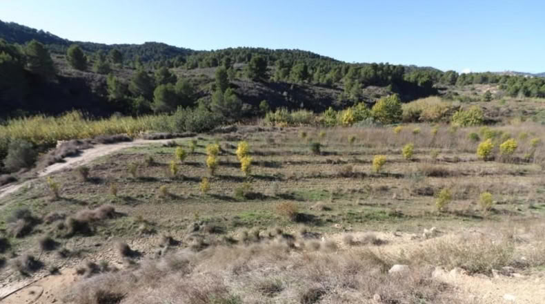 València - Alborache - 13732m2