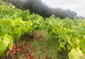 Non-developable land for sale on España, Pino Alto-Santa Úrsula, ref: TR317886 photo