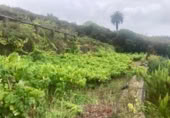 Non-developable land for sale on España, Pino Alto-Santa Úrsula, ref: TR317886 photo