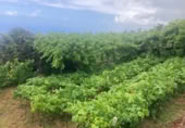 Non-developable land for sale on España, Pino Alto-Santa Úrsula, ref: TR317886 photo