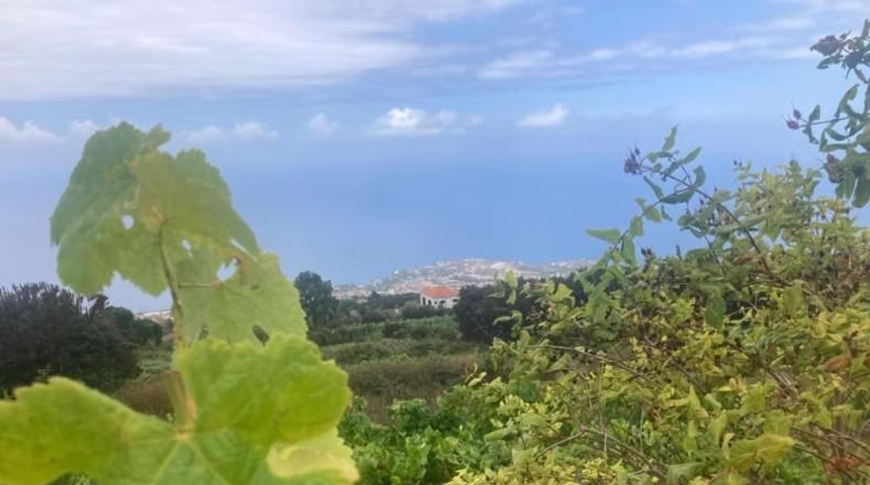 Santa Cruz de Tenerife - Santa Úrsula - 3125m2