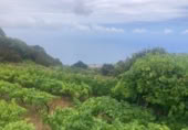 Non-developable land for sale on España, Pino Alto-Santa Úrsula, ref: TR317886 photo