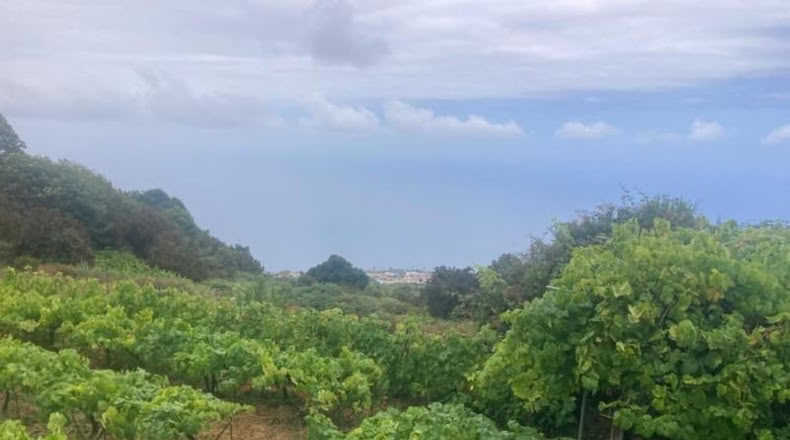 Santa Cruz de Tenerife - Santa Úrsula - 3125m2