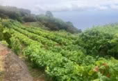 Non-developable land for sale on España, Pino Alto-Santa Úrsula, ref: TR317886 photo
