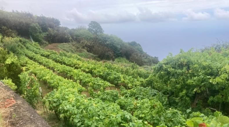 Santa Cruz de Tenerife - Santa Úrsula - 3125m2