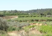 Terreny no urbanitzable en venda a la España, Vilamarxant, ref.: TR320426 foto
