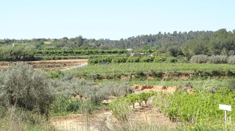 Valencia - Villamarchante - 12700m2