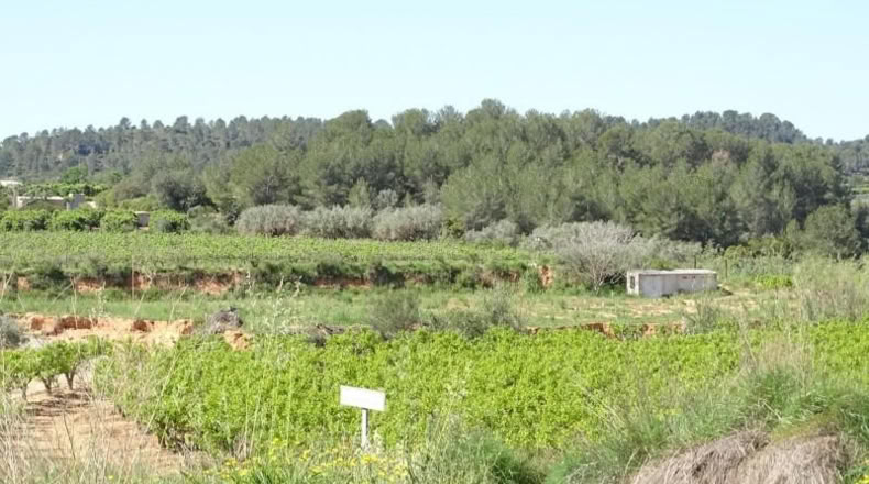 Valencia - Villamarchante - 12700m2