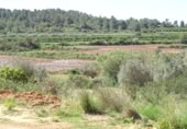 Terreny no urbanitzable en venda a la España, Vilamarxant, ref.: TR320426 foto