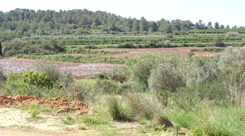 Valencia - Villamarchante - 12700m2