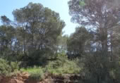 Terreny no urbanitzable en venda a la España, Vilamarxant, ref.: TR320426 foto