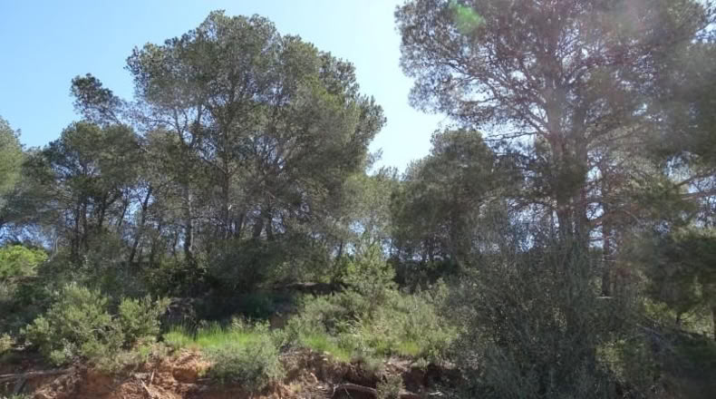 Valencia - Villamarchante - 12700m2