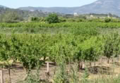 Terreny no urbanitzable en venda a la España, Vilamarxant, ref.: TR320426 foto