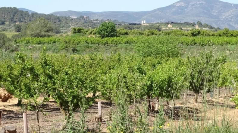 Valencia - Villamarchante - 12700m2