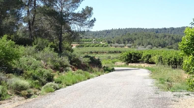 Valencia - Villamarchante - 12700m2
