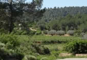 Terreny no urbanitzable en venda a la España, Vilamarxant, ref.: TR320426 foto