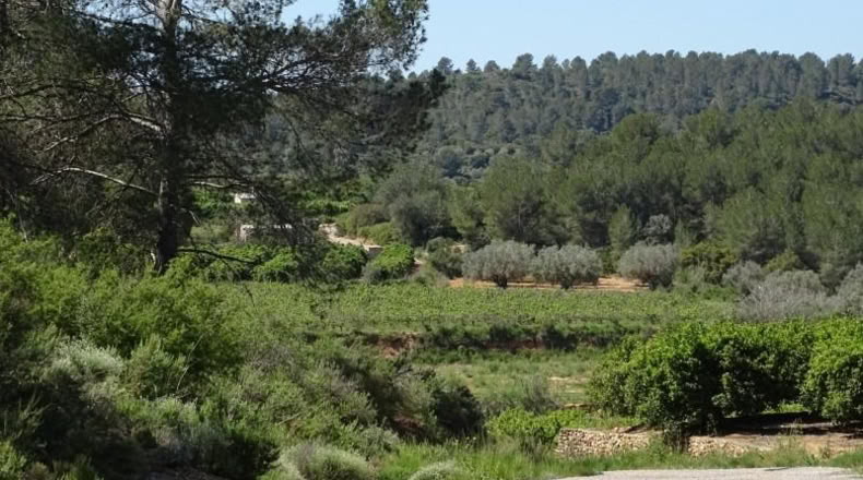 Valencia - Villamarchante - 12700m2
