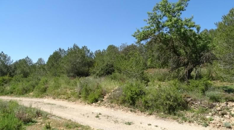 Valencia - Villamarchante - 12700m2
