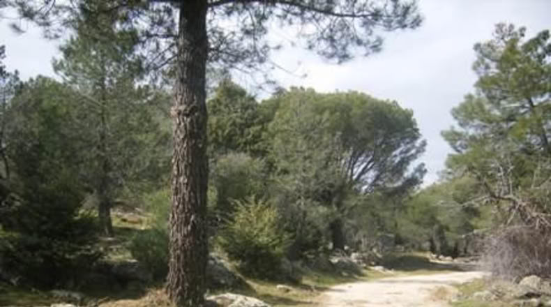 Ávila - Cebreros - 32537m2