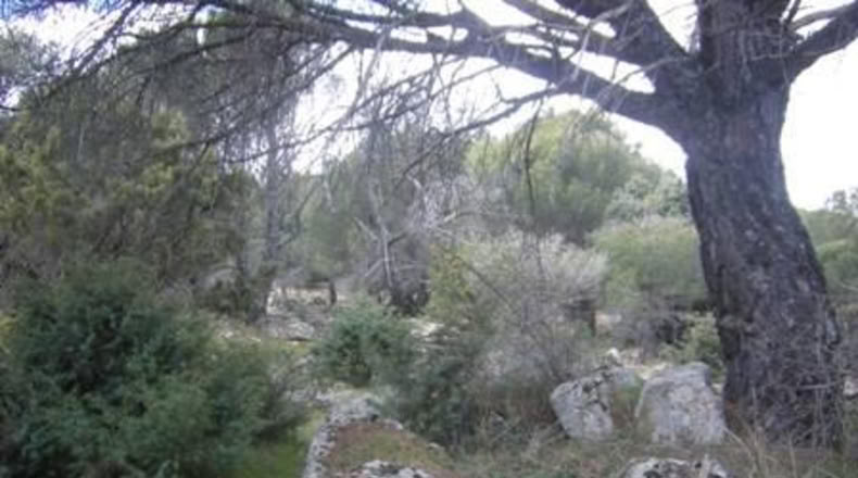 Ávila - Cebreros - 32537m2