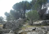 Non-developable land for sale on España, Cebreros, ref: TR112884 photo