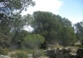 Non-developable land for sale on España, Cebreros, ref: TR112884 photo