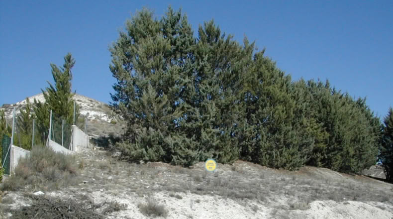 Segovia - Cuéllar - 777m2