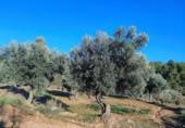 Xalet independent amb terreny en venda a la España, Calaceit, ref.: TR302245 foto