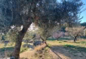Xalet independent amb terreny en venda a la España, Calaceit, ref.: TR302245 foto