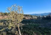 Xalet independent amb terreny en venda a la España, Calaceit, ref.: TR302245 foto