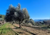 Xalet independent amb terreny en venda a la España, Calaceit, ref.: TR302245 foto