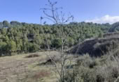 Chalet independiente con terreno en venta en la España, Ginestar, ref: TR304254 foto