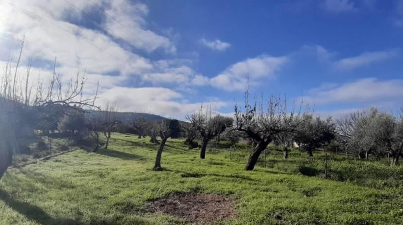 Cáceres - Cañaveral - 880m2