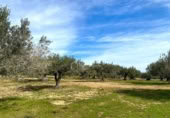 Terreno no urbanizable en venta en la España, el Perelló, ref: TR131778 foto