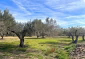 Terreno no urbanizable en venta en la España, el Perelló, ref: TR131778 foto
