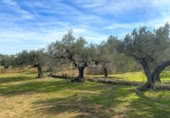 Terreno no urbanizable en venta en la España, el Perelló, ref: TR131778 foto