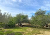 Terreno no urbanizable en venta en la España, el Perelló, ref: TR131778 foto